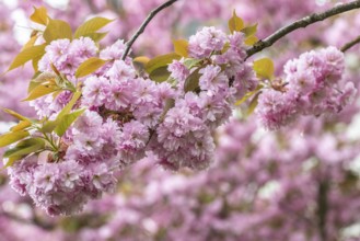 Japanese flowering cherry (Prunus serrulata Kanzan), Emsland, Lower Saxony, Germany, Europe