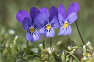 Heartsease (Viola tricolor), Emsland, Lower Saxony, Germany, Europe