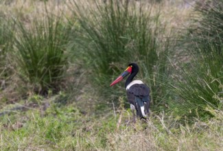 Saddle-billed stork (Ephippiorhynchus senegalensis), Kruger National Park, South Africa, Africa