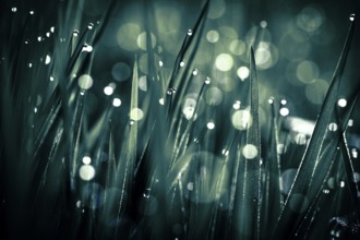 Blades of grass in detail with dewdrops, Mindelheim, Bavaria, Germany, Europe