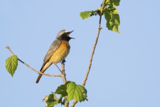 A common redstart (Phoenicurus phoenicurus), male, on a branch with open beak, singing, against a