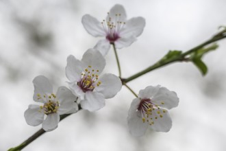 Myrobolane (Prunus cerasifera), Emsland, Lower Saxony, Germany, Europe