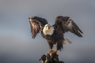 Bald eagle, Haliaeetus leucocephalus, sitting, winged, adult, winter, Homer, Alaska, USA, North