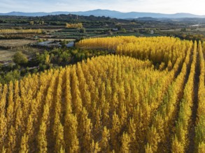 European Aspen (Populus tremula) in autumnal colours. Cultivated for timber. Aerial view. Drone