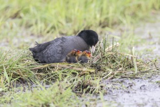 Common coot (Fulica atra) with chicks, Lower Saxony, Germany, Europe