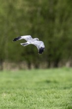 Hen harrier (Circus cyaneus), Emsland, Lower Saxony, Germany, Europe