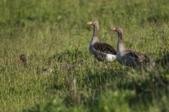 Greylag geese (Anser anser) in tall grass, Hauke-Haien-Koog nature reserve, North Frisia,