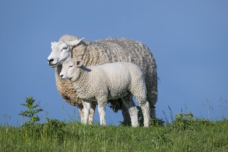 Ewe with lamb on the dyke, Hauke-Haien-Koog, North Frisia, Schleswig-Holstein, Germany, Europe