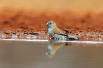 Angolan butterfly finch (Uraeginthus angolensis), blue-eared butterfly finch, adult, at the water,