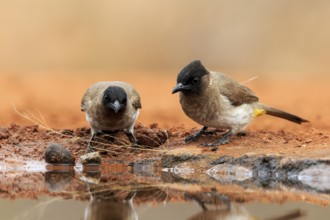 Grey bulbul (Pycnonotus barbatus), adult, pair, at the water, drinking, Kruger National Park,