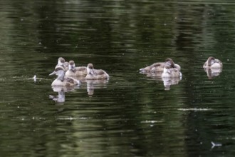 Young red-crested pochards (Netta rufina), Baden-Württemberg, Germany, Europe