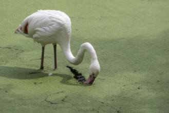 Greater flamingo (Phoenicopterus roseus), Walsrode Bird Park, Lower Saxony, Germany, Europe