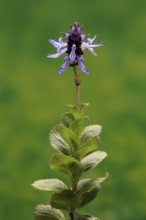 Piss-off plant (Plectranthus ornatus), cat repellent, flowering, Elllerstadt, Germany, Europe