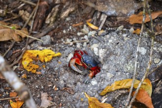 Harlequin crab (Cardisoma armatum), Manuel Antonio National Park, Puntarenas district, Costa Rica,