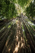 Hanging roots of a giant strangler fig (Ficus americana), looking upwards, in the rainforest,