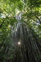 Hanging roots of a giant strangler fig (Ficus americana), looking upwards, sun star in the