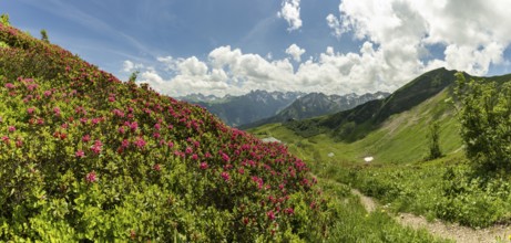 Alpine rose blossom, panorama from the Fellhorn over the Schlappoldsee and mountain station of the