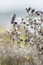 European goldfinch (Carduelis carduelis), Emsland, Lower Saxony, Germany, Europe