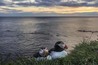 Puffin (Fratercula arctica), couple sitting in the grass by the sea, evening light, midnight sun,