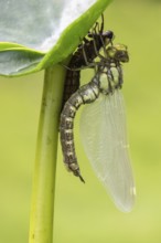 Southern Hawker (Aeshna cyanea) with exuviae, Emsland, Lower Saxony, Germany, Europe