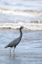 Little blue heron (Egretta caerulea), walking on the beach in the water, Corcovado National Park,