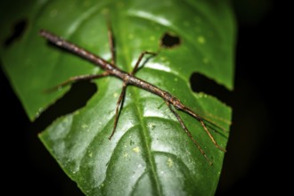 Stick insect (Phasmatodea) sitting on a leaf, at night in the tropical rainforest, Refugio Nacional