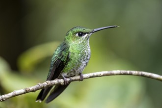 Green-crowned brilliant (Heliodoxa jacula), adult female sitting on a branch, Monteverde Cloud