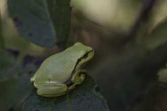 Tree frog (Hyla arborea), Lower Saxony, Germany, Europe