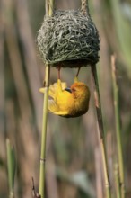 Eastern golden weaver (Ploceus subaureus), adult, male, at the nest, mating, Saint Lucia Estuary,