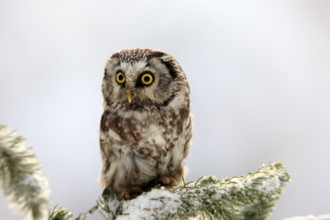 Great Horned Owl (Aegolius funereus), adult on tree in the snow, in winter, alert, Zdarske Vrchy,