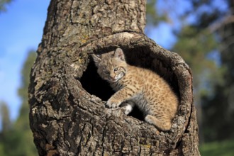 Lynx (Lynx rufus), young animal, at the den, tree, eight weeks old, Montana, USA, North America