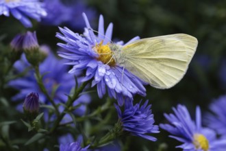 A Small white (Pieris rapae) sits on the flower of an aster (Aster sp.), which is covered with