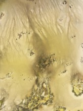 Marshland at low tide. Nature Reserve La Breña y Marismas del Barbate. Aerial view. Drone shot.