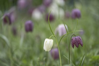 Snake's head fritillary (Fritillaria meleagris), Emsland, Lower Saxony, Germany, Europe