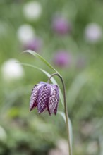 Snake's head fritillary (Fritillaria meleagris), Emsland, Lower Saxony, Germany, Europe