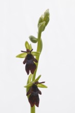 Fly orchid (Ophrys insectifera), Lower Saxony, Germany, Europe