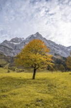 Maple tree with autumn leaves, autumn landscape in Rißtal with Spritzkarspitze, Großer Ahornboden,