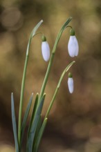 Snowdrop (Galanthus nivalis Magnet), Emsland, Lower Saxony, Germany, Europe