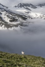 Sheep on a mountain meadow in front of a mountain landscape, high fog in the valley, behind