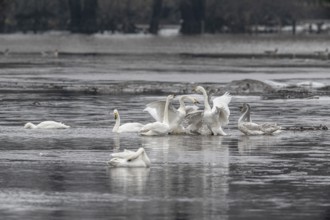 Tundra swans (Cygnus bewickii), fighting, Emsland, Lower Saxony, Germany, Europe