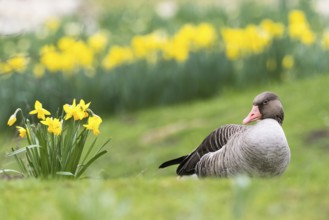 Resting grey goose (Anser anser) in profile with blurred yellow daffodils in the background, Hesse,