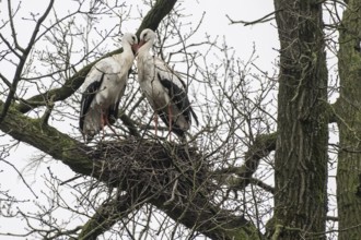 White stork (Ciconia ciconia), nesting in a tree, Nordhorn Zoo, Lower Saxony, Germany, Europe