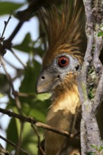 Hoatzin portrait, Opisthocomus hoazin, Amazon Basin, Brazil, South America