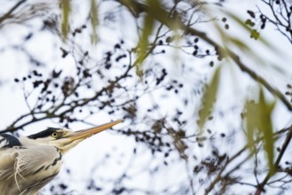 Grey heron (Ardea cinerea), animal portrait, autumn bokeh, Hesse, Germany, Europe