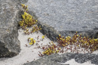 Goldmoss stonecrop (Sedum acre) between stones, Mecklenburg-Western Pomerania, Germany, Europe