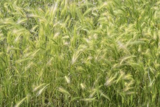 Foxtail barley (Hordeum jubatum), Mecklenburg-Western Pomerania, Germany, Europe