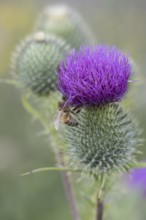 Honey bee (Apis mellifera) on creeping thistle (Cirsium hydrophilum), Emsland, Lower Saxony,