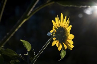 Rear view of sunflower (Helianthus annuus) in front of dark background in backlight, Copenhagen,