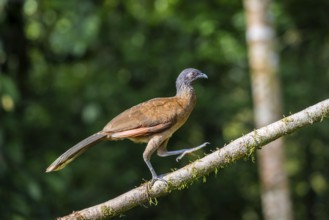 Grey-headed guan (ortalis cinereiceps), bird sitting on a branch, Heredia province, Costa Rica,