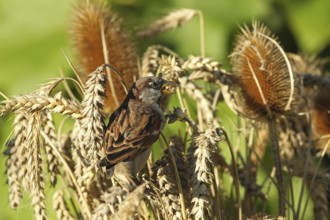 House sparrow (Passer domesticus) male foraging in a wheat field, Allgäu, Bavaria, Germany Allgäu,